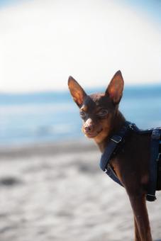 砂浜で振り向くかっこいい犬 砂浜で振り向くかっこいい犬 犬,イヌ,dogの写真素材