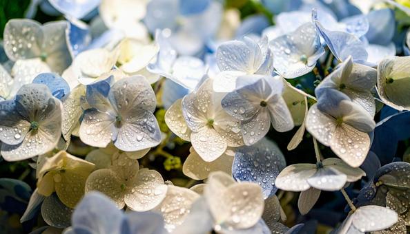 アジサイの写真