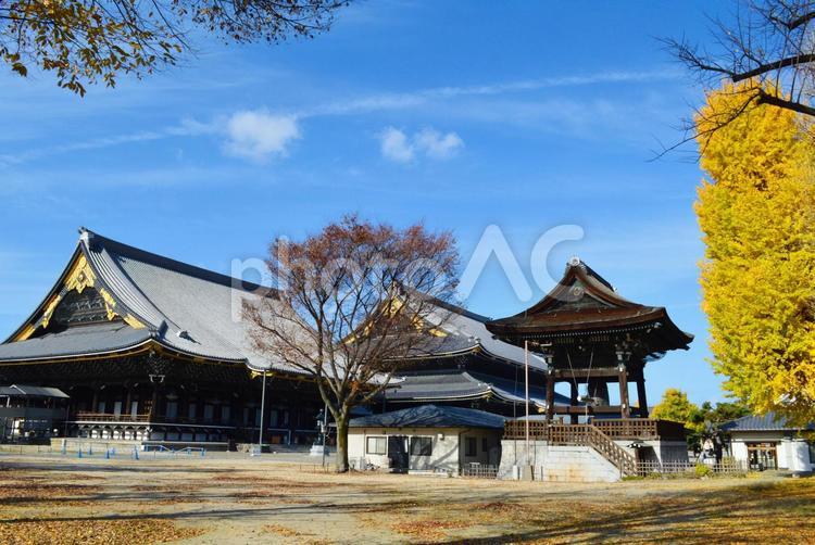 京都東本願寺の秋02 東本願寺,京都,秋の写真素材