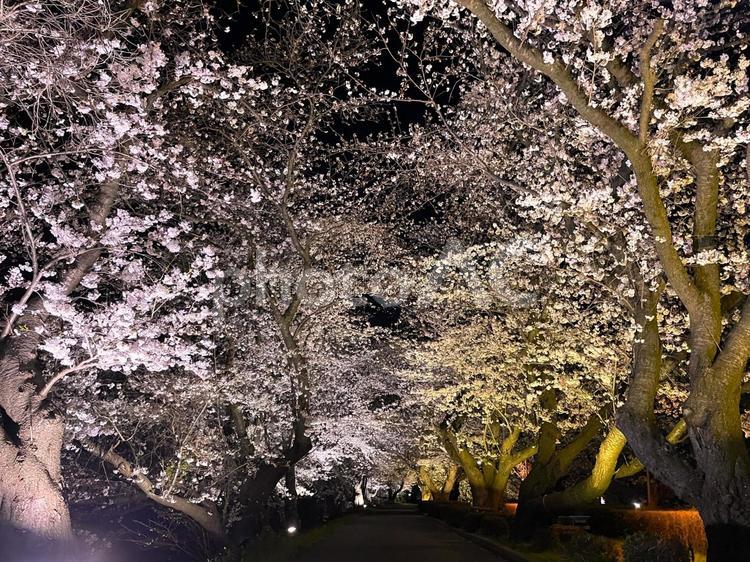 土浦桜川の夜桜 土浦桜川の夜桜,茨城県,土浦市の写真素材