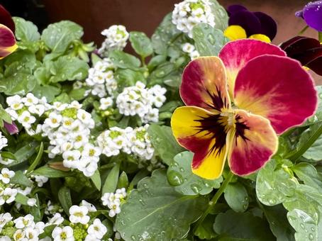 ビオラとアリッサム ビオラ,アリッサム,花の写真素材