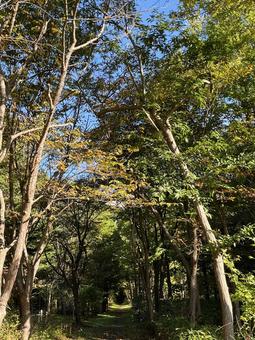 緑のトンネル 緑のトンネル 木,自然,風景の写真素材