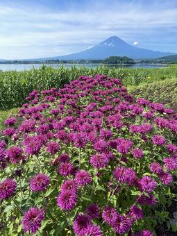 Photo, fuji mountain, monalda, cornflower mint, 