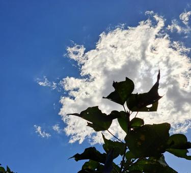 雲と植物 雲と植物の写真
