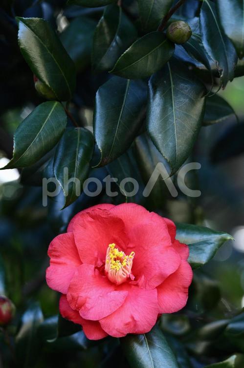 厳冬に凛と咲く 椿,花,ツバキ科の植物の写真素材