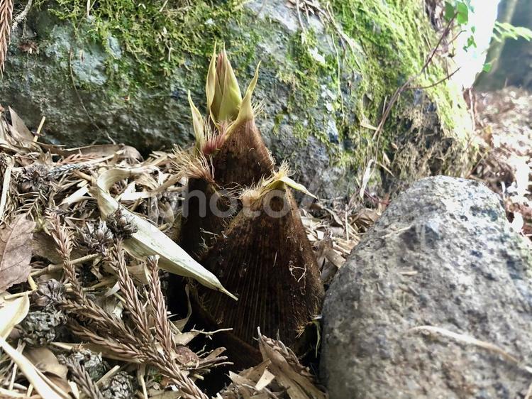 ひょっこり顔を出したタケノコ 筍,タケノコ,イネ科の写真素材