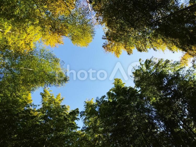 日本の風景　竹林 美しい,自然,木々の写真素材