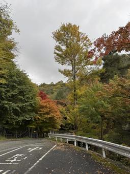 晩秋の牛伏川フランス式階段工への道 牛伏寺,松本市,葉の写真素材