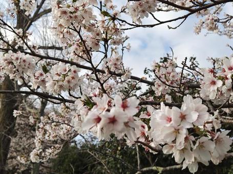 桜 桜 桜,さくら,サクラの写真素材