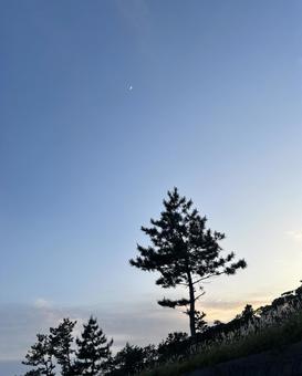 三日月と松の木のシルエット 三日月,背景,シルエットの写真素材