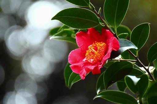 寒さに耐えて咲く 植物,ツバキ,椿の写真素材