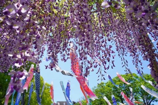 Wisteria flowers and carp streamers, a May landscape, JPG