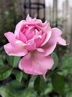 ベランダのバラ・エリクシル 薔薇,バラ,エリクシルの写真素材