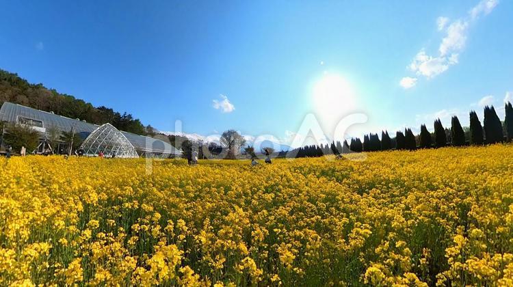 菜の花と青空と富士山 菜の花,菜花,菜の花畑の写真素材