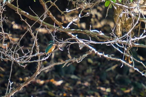 日陰の木々から様子を伺うカワセミ 日陰の木々から様子を伺うカワセミの写真