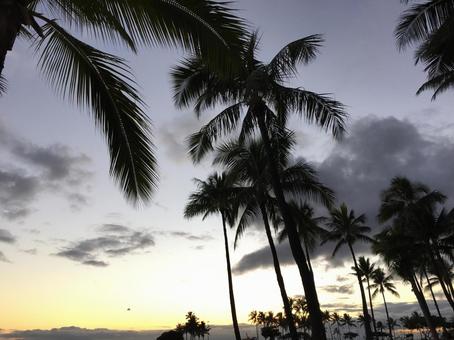 夕焼けに生えるヤシ 夕焼けに生えるヤシの写真