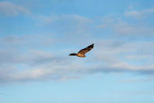 大空を優雅に舞うトビ 大空を優雅に舞うトビの写真