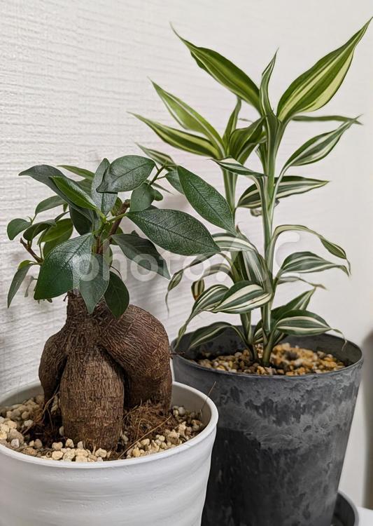 観葉植物24071 ガジュマル,ドラセナ,グリーンの写真素材