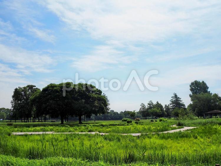 夏の水元公園・緑のはなしょうぶ園・葛飾区 夏,水元公園,葛飾区の写真素材