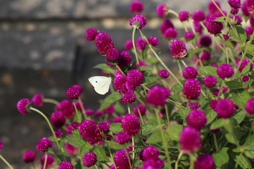モンシロチョウとアザミの花 モンシロチョウ,花,アザミの写真素材