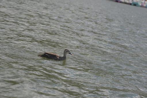鴨と湖 鴨,生き物,湖の写真素材