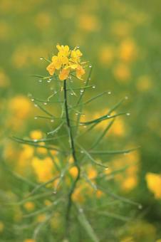 雨の中の菜の花 雨の中の菜の花の写真