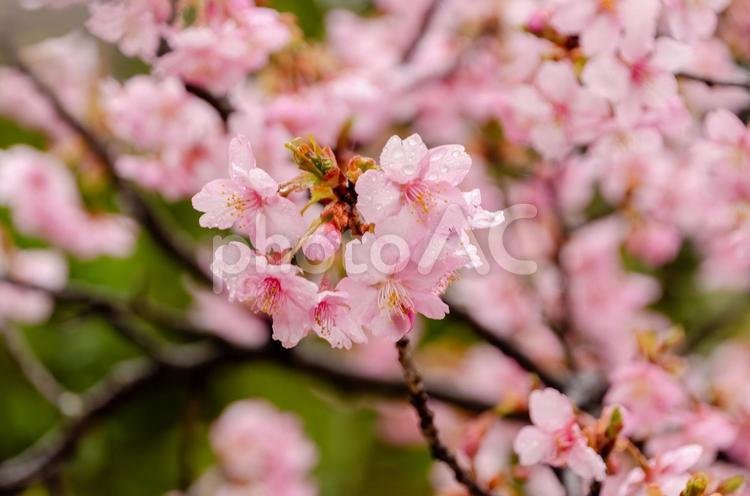 雨上がりの桜の花 桜,花,花びらの写真素材