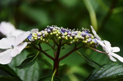 カシワバアジサイ（柏葉紫陽花） カシワバアジサイ,柏葉紫陽花,アジサイ科の写真素材
