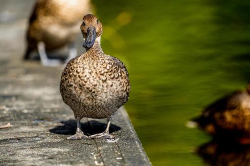 階段を歩くオナガガモのメス 階段を歩くオナガガモのメス オナガガモ,カモ,鴨の写真素材