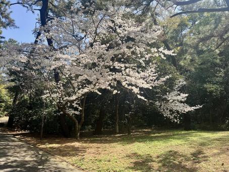 桜の木に注ぐ光 桜の木に注ぐ光の写真