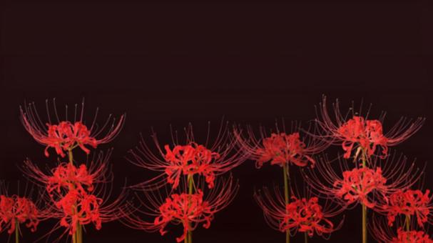 彼岸花のイメージ背景 彼岸花のイメージ背景の写真