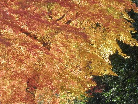 紅葉〜2025〜 秋,晩秋,紅葉の写真素材