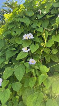 紫の花 紫の花の写真