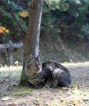 猫 猫 猫,生き物,動物の写真素材