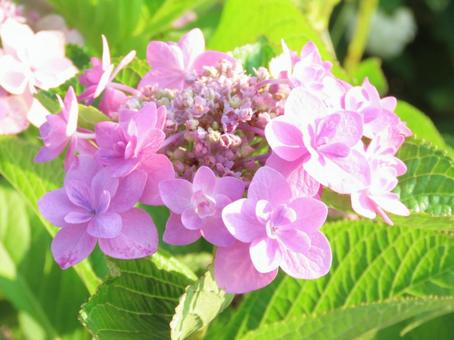薄紫のガクアジサイ(花) 薄紫のガクアジサイ(花)の写真