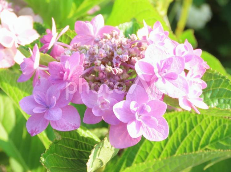 薄紫のガクアジサイ（花） 自然,鮮やか,花の写真素材