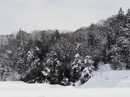真っ白な雪景色と冬の木々の写真