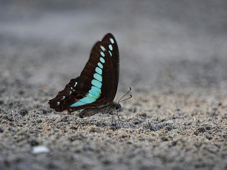 野島公園のアゲハチョウ【アオスジアゲハ】 野島公園のアゲハチョウ【アオスジアゲハ】の写真