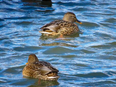 川で泳ぐマガモのメス マガモ,野鳥,動物の写真素材