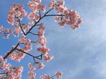 河津桜と青空 河津桜,桜,春の写真素材
