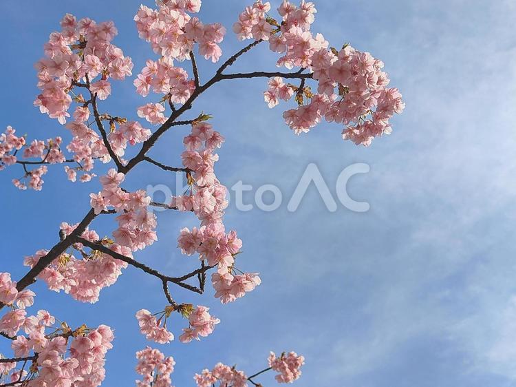 河津桜と青空 河津桜,桜,春の写真素材