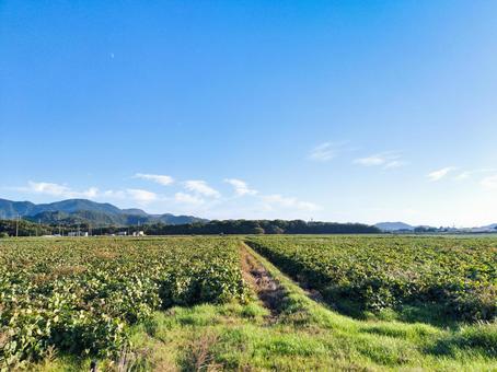 世継宇賀野線から見た滋賀県米原市飯の畑地 畑,農地,田園風景の写真素材