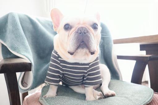 フレンチブルドック フレンチブルドックの写真