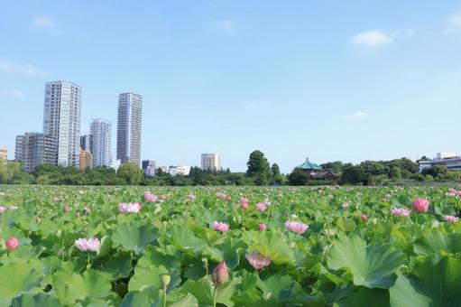 青空と不忍池 一面に咲く蓮の花 青空と不忍池 一面に咲く蓮の花の写真
