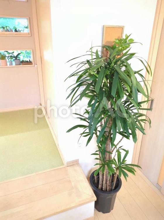 大型観葉植物　ストリクタ　10号鉢 大型観葉植物,ストリクタ,コルディリネの写真素材