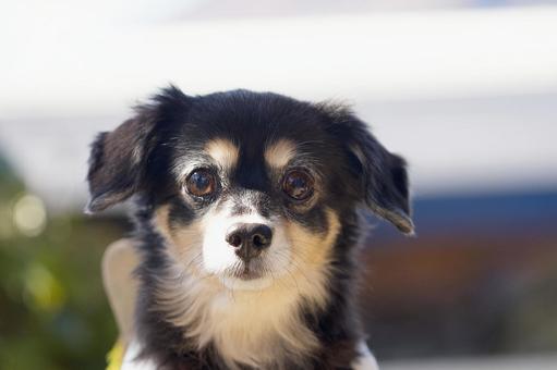 ワンコのポートレート 犬,ミックス犬,小型犬の写真素材