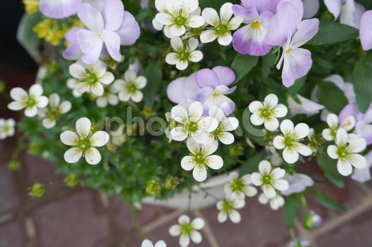 クモマグサ03 クモマグサ,雲間草,花の写真素材