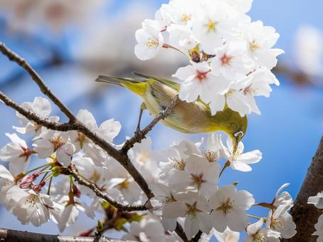 桜とメジロ・サクジロー 桜とメジロ・サクジロー メジロ,サクジロー,野鳥の写真素材
