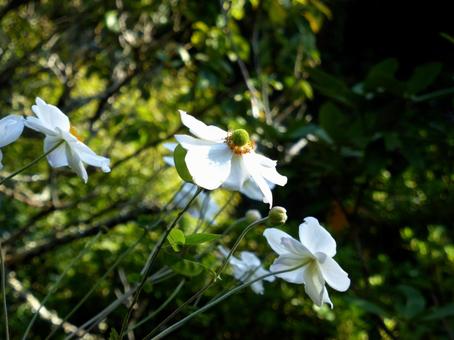 郊外の植え込みに咲く白いシュウメイギク シュウメイギク,花,植物の写真素材