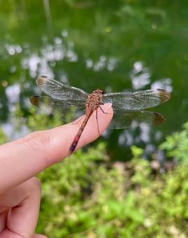 指に止まったトンボ 指に止まったトンボ トンボ,人差し指,赤とんぼの写真素材